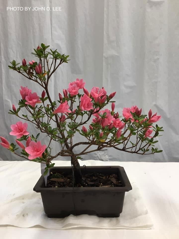 - Azalea 'Coral Bells’ Coral Pink Flowering Kurume Azalea - Mr Maple │ Buy Japanese Maple Trees