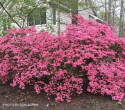 - Azalea 'Coral Bells’ Coral Pink Flowering Kurume Azalea - Mr Maple │ Buy Japanese Maple Trees