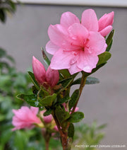 - Azalea 'Coral Bells’ Coral Pink Flowering Kurume Azalea - Mr Maple │ Buy Japanese Maple Trees