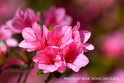 - Azalea 'Coral Bells’ Coral Pink Flowering Kurume Azalea - Mr Maple │ Buy Japanese Maple Trees