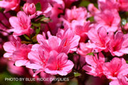 - Azalea 'Coral Bells’ Coral Pink Flowering Kurume Azalea - Mr Maple │ Buy Japanese Maple Trees