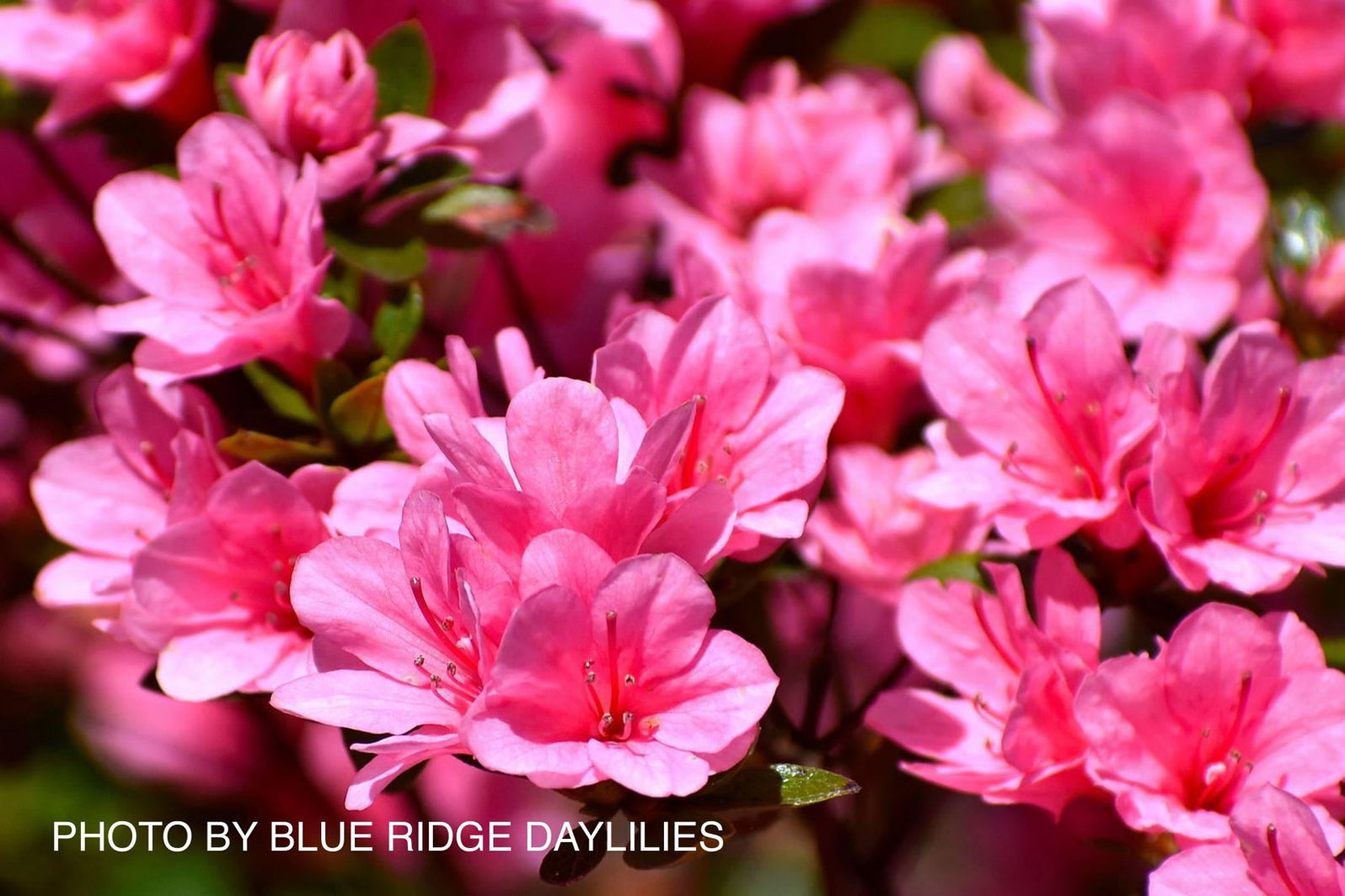 Buy Azalea 'Coral Bells' Coral Pink Flowering Kurume Azalea — Mr Maple ...