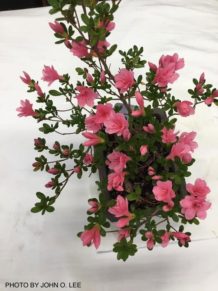 - Azalea 'Coral Bells’ Coral Pink Flowering Kurume Azalea - Mr Maple │ Buy Japanese Maple Trees