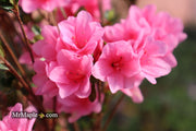 - Azalea 'Coral Bells’ Coral Pink Flowering Kurume Azalea - Mr Maple │ Buy Japanese Maple Trees