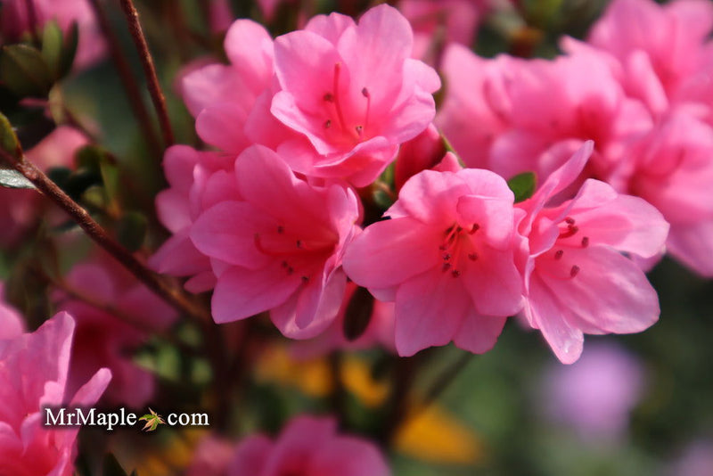 - Azalea 'Coral Bells’ Coral Pink Flowering Kurume Azalea - Mr Maple │ Buy Japanese Maple Trees