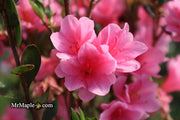 - Azalea 'Coral Bells’ Coral Pink Flowering Kurume Azalea - Mr Maple │ Buy Japanese Maple Trees