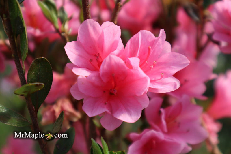 - Azalea 'Coral Bells’ Coral Pink Flowering Kurume Azalea - Mr Maple │ Buy Japanese Maple Trees