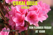 - Azalea 'Coral Bells’ Coral Pink Flowering Kurume Azalea - Mr Maple │ Buy Japanese Maple Trees