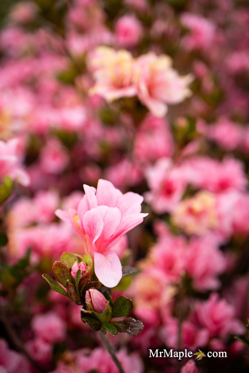 - Azalea 'Coral Bells’ Coral Pink Flowering Kurume Azalea - Mr Maple │ Buy Japanese Maple Trees