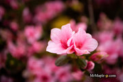 - Azalea 'Coral Bells’ Coral Pink Flowering Kurume Azalea - Mr Maple │ Buy Japanese Maple Trees