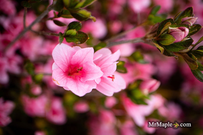 - Azalea 'Coral Bells’ Coral Pink Flowering Kurume Azalea - Mr Maple │ Buy Japanese Maple Trees