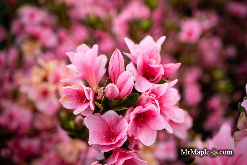 - Azalea 'Coral Bells’ Coral Pink Flowering Kurume Azalea - Mr Maple │ Buy Japanese Maple Trees