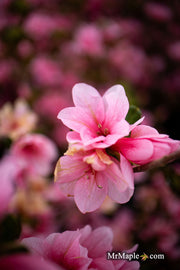 - Azalea 'Coral Bells’ Coral Pink Flowering Kurume Azalea - Mr Maple │ Buy Japanese Maple Trees