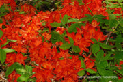 - Azalea 'Corley's Cardinal’ Red Auburn Native Deciduous Azalea - Mr Maple │ Buy Japanese Maple Trees