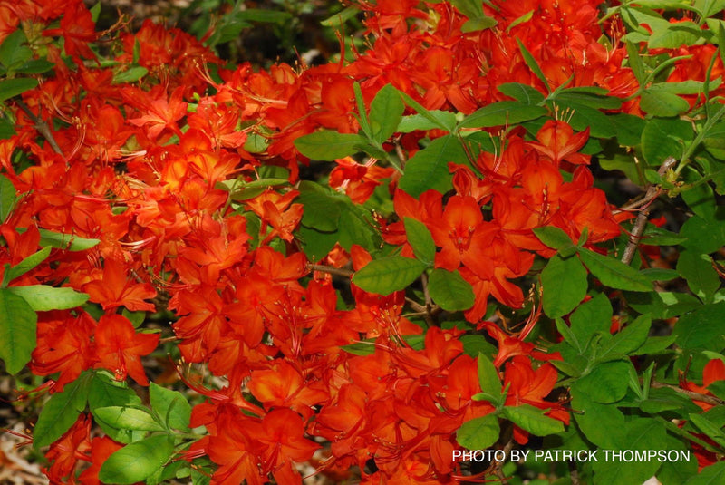 - Azalea 'Corley's Cardinal’ Red Auburn Native Deciduous Azalea - Mr Maple │ Buy Japanese Maple Trees