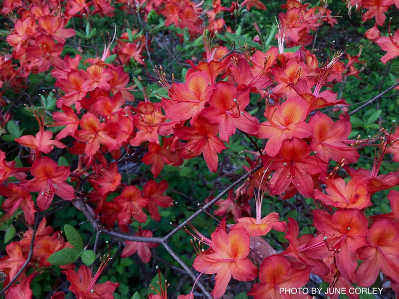 - Azalea 'Corley's Cardinal’ Red Auburn Native Deciduous Azalea - Mr Maple │ Buy Japanese Maple Trees