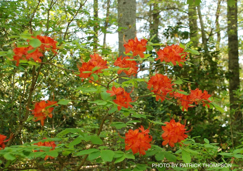 - Azalea 'Corley's Cardinal’ Red Auburn Native Deciduous Azalea - Mr Maple │ Buy Japanese Maple Trees