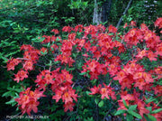 - Azalea 'Corley's Cardinal’ Red Auburn Native Deciduous Azalea - Mr Maple │ Buy Japanese Maple Trees