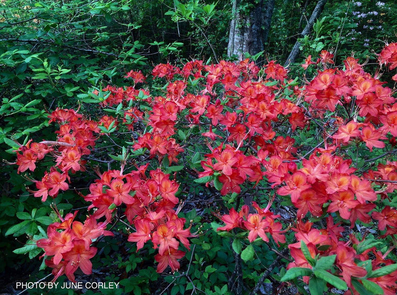 - Azalea 'Corley's Cardinal’ Red Auburn Native Deciduous Azalea - Mr Maple │ Buy Japanese Maple Trees
