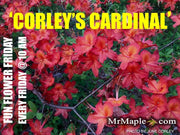 - Azalea 'Corley's Cardinal’ Red Auburn Native Deciduous Azalea - Mr Maple │ Buy Japanese Maple Trees