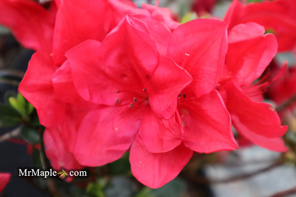Buy Azalea 'Coronado Red’ Evergreen Native Azalea — Mr Maple │ Buy ...