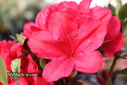- Azalea 'Coronado Red' Red Evergreen Azalea - Mr Maple │ Buy Japanese Maple Trees