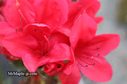 - Azalea 'Coronado Red' Red Evergreen Azalea - Mr Maple │ Buy Japanese Maple Trees