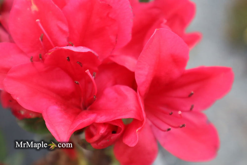 - Azalea 'Coronado Red' Red Evergreen Azalea - Mr Maple │ Buy Japanese Maple Trees