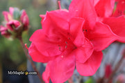 - Azalea 'Coronado Red' Red Evergreen Azalea - Mr Maple │ Buy Japanese Maple Trees