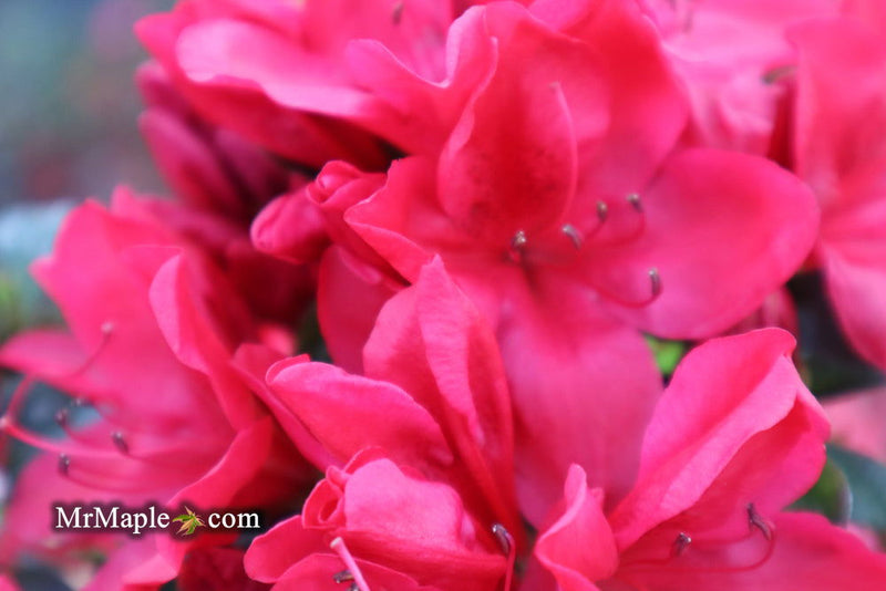 - Azalea 'Coronado Red' Red Evergreen Azalea - Mr Maple │ Buy Japanese Maple Trees