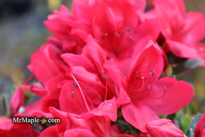 - Azalea 'Coronado Red' Red Evergreen Azalea - Mr Maple │ Buy Japanese Maple Trees