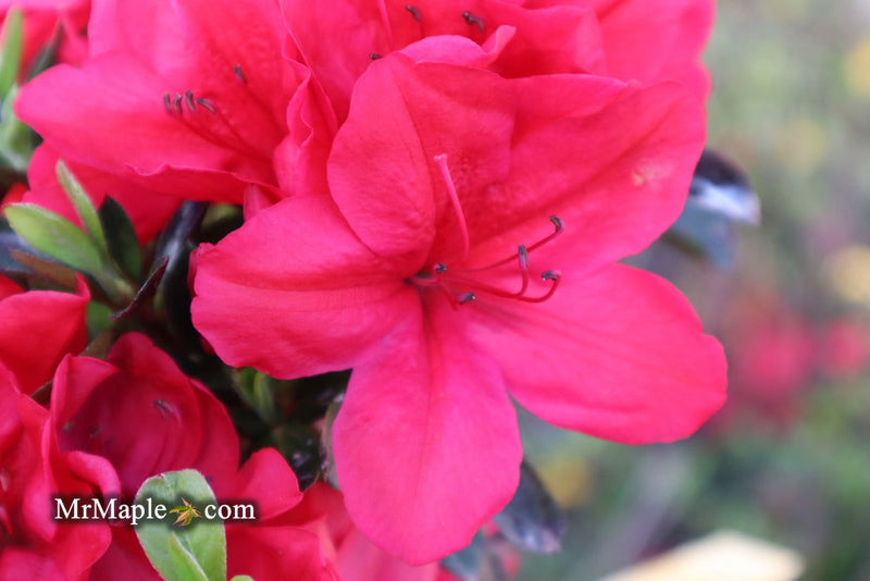 - Azalea 'Coronado Red' Red Evergreen Azalea - Mr Maple │ Buy Japanese Maple Trees