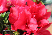 - Azalea 'Coronado Red' Red Evergreen Azalea - Mr Maple │ Buy Japanese Maple Trees