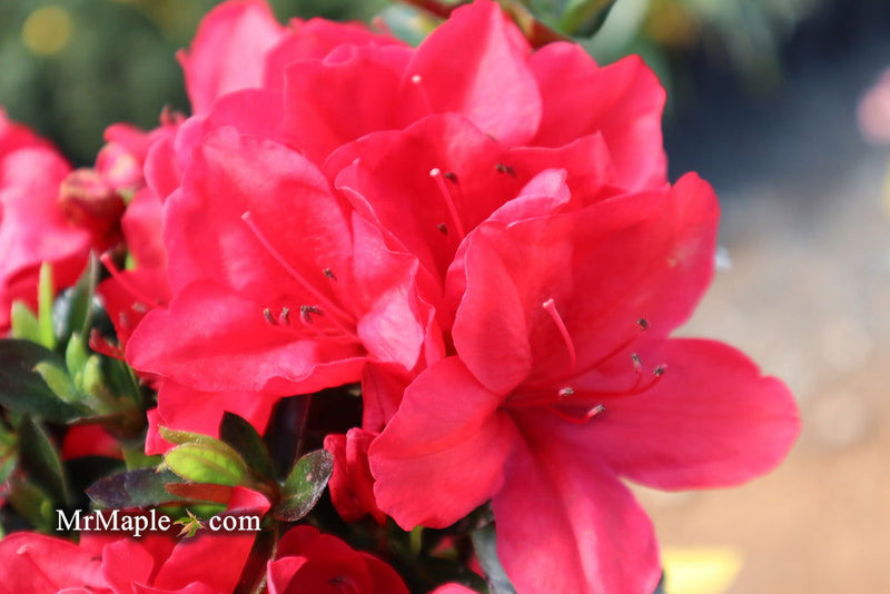 - Azalea 'Coronado Red' Red Evergreen Azalea - Mr Maple │ Buy Japanese Maple Trees