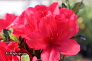 - Azalea 'Coronado Red' Red Evergreen Azalea - Mr Maple │ Buy Japanese Maple Trees
