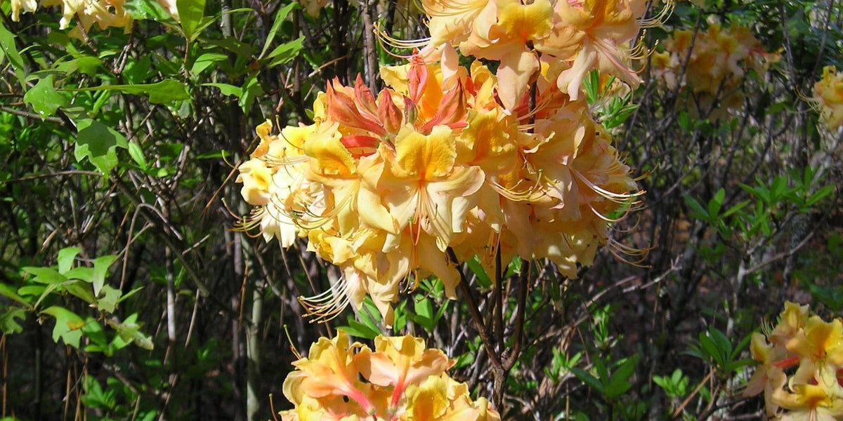 Buy Azalea 'Dancing Rabbit' Yellow Orange Aromi Hybrid Native