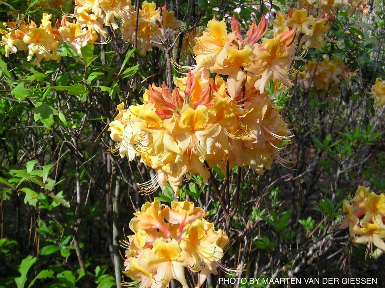 Aromi Hybrid Azaleas