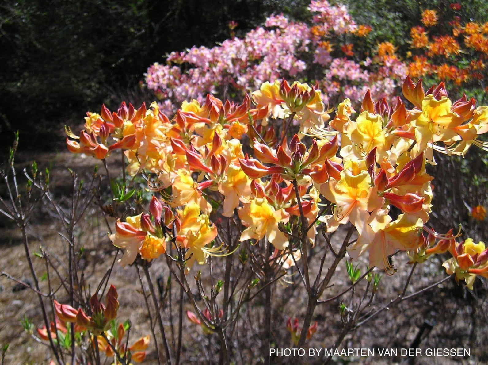 Dancing Rabbit Azaela Buy Azalea 'Dancing Rabbit’ Yellow Orange Aromi Hybrid Native Azalea ...
