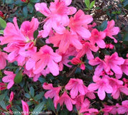 - Azalea 'Daphne Salmon’ Pink Southern Indica Azalea - Mr Maple │ Buy Japanese Maple Trees
