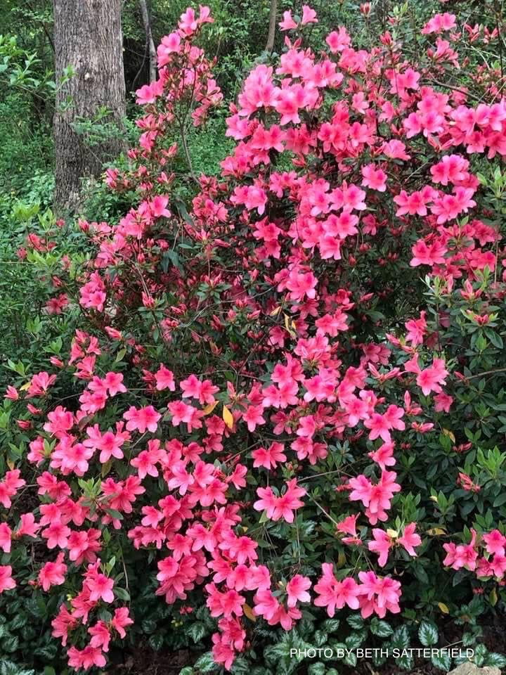 - Azalea 'Daphne Salmon’ Pink Southern Indica Azalea - Mr Maple │ Buy Japanese Maple Trees
