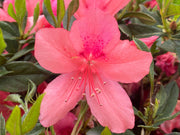 - Azalea 'Daphne Salmon’ Pink Southern Indica Azalea - Mr Maple │ Buy Japanese Maple Trees