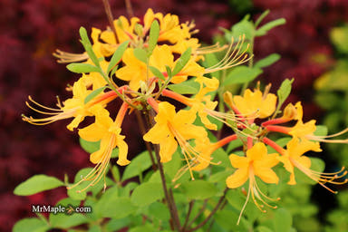 - Azalea 'Deep Gold Austrinum’ Orange Native Azalea - Mr Maple │ Buy Japanese Maple Trees