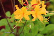 - Azalea 'Deep Gold Austrinum’ Orange Native Azalea - Mr Maple │ Buy Japanese Maple Trees
