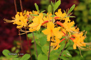 - Azalea 'Deep Gold Austrinum’ Orange Native Azalea - Mr Maple │ Buy Japanese Maple Trees