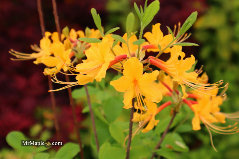 - Azalea 'Deep Gold Austrinum’ Orange Native Azalea - Mr Maple │ Buy Japanese Maple Trees