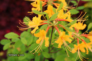 - Azalea 'Deep Gold Austrinum’ Orange Native Azalea - Mr Maple │ Buy Japanese Maple Trees
