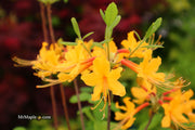 - Azalea 'Deep Gold Austrinum’ Orange Native Azalea - Mr Maple │ Buy Japanese Maple Trees