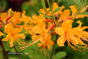 - Azalea 'Deep Gold Austrinum’ Orange Native Azalea - Mr Maple │ Buy Japanese Maple Trees
