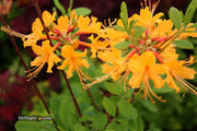 - Azalea 'Deep Gold Austrinum’ Orange Native Azalea - Mr Maple │ Buy Japanese Maple Trees