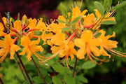 - Azalea 'Deep Gold Austrinum’ Orange Native Azalea - Mr Maple │ Buy Japanese Maple Trees